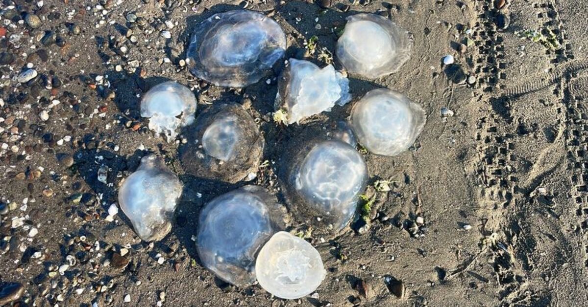 Karadeniz’de giderek artan tehlike! Balık kalitesi ve balıkçılığı da tehdit ediyor!