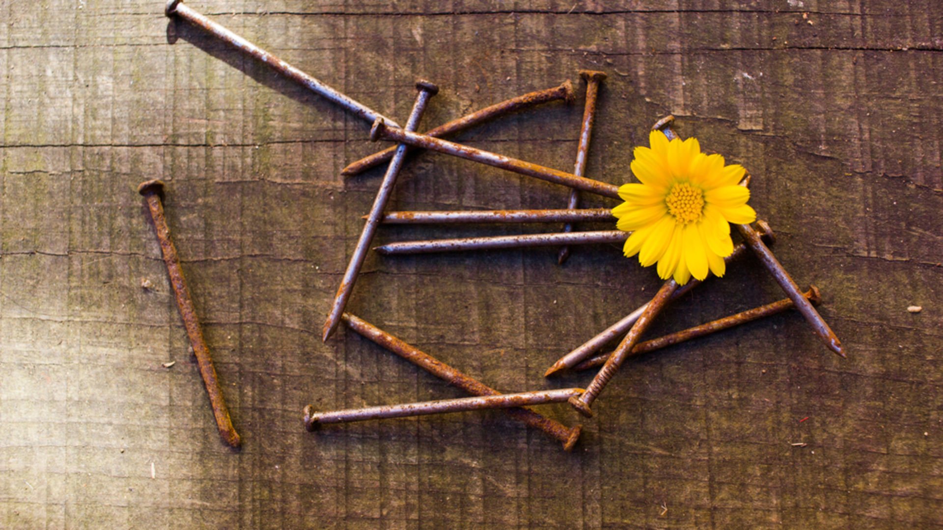 Paslı çivinin çiçeklere faydası