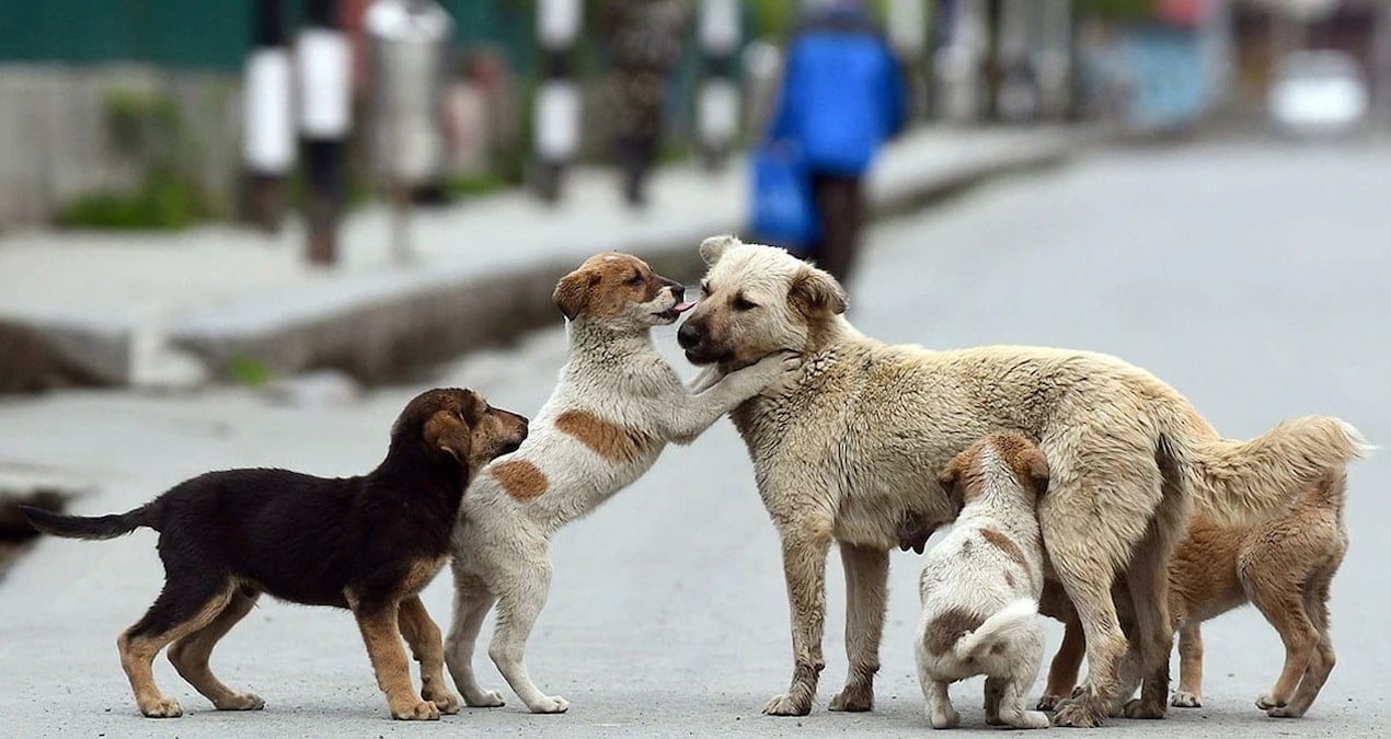 Köpekler en çok bu rengi seviyormuş