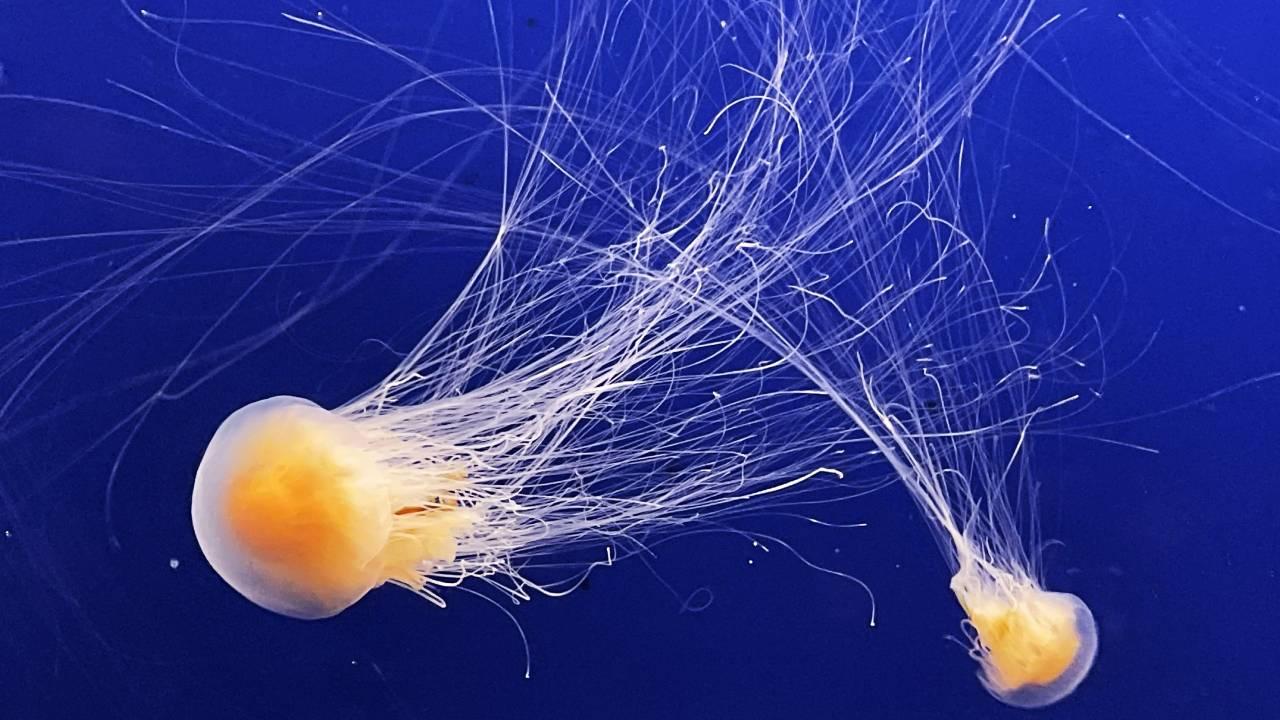 Marmara’da denizanası tehlikesi