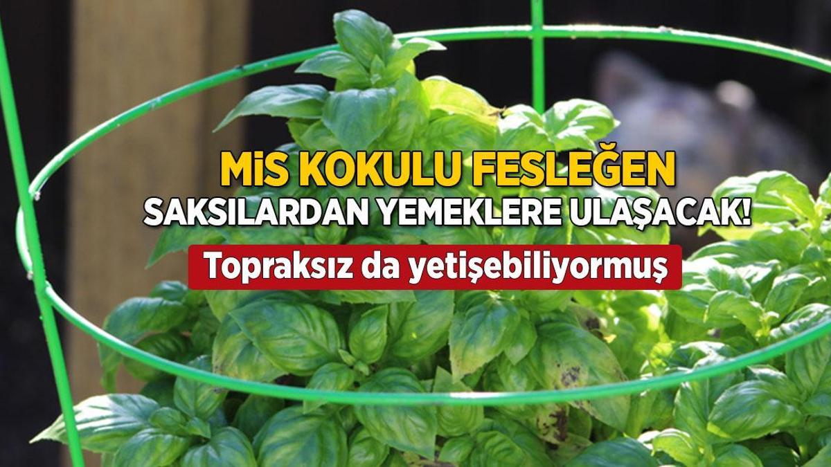 Para verip de fesleğen almayın! Yemekler şenlenecek, üstelik topraksız yetişiyor